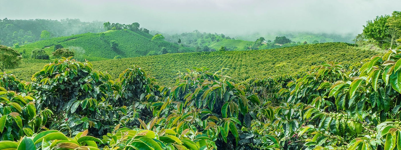 コーヒー, 生豆 ,農園