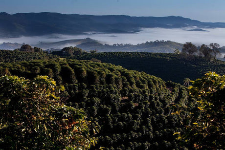 ブラジル  アルタ・モジアナ SSFC, NY2/3, SCN17/18 / ナチュラル - オリジンコーヒートレーダーズジャパン