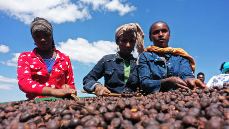 (残少)【限定出品】エチオピアグジG1ウシュウシュ 100hrsマイルドファーメンテーション / ナチュラル - オリジンコーヒートレーダーズジャパン