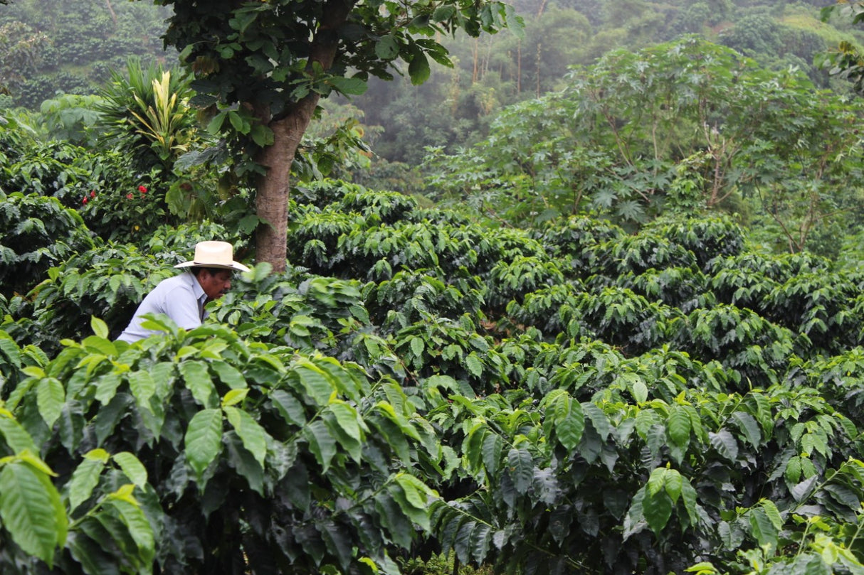 残少【有機栽培】メキシコ チアパス SHG EP