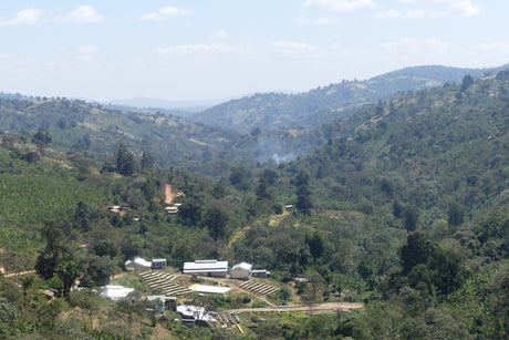 (限定)エチオピア シダモG3 イルガレム/ ナチュラル - オリジンコーヒートレーダーズジャパン