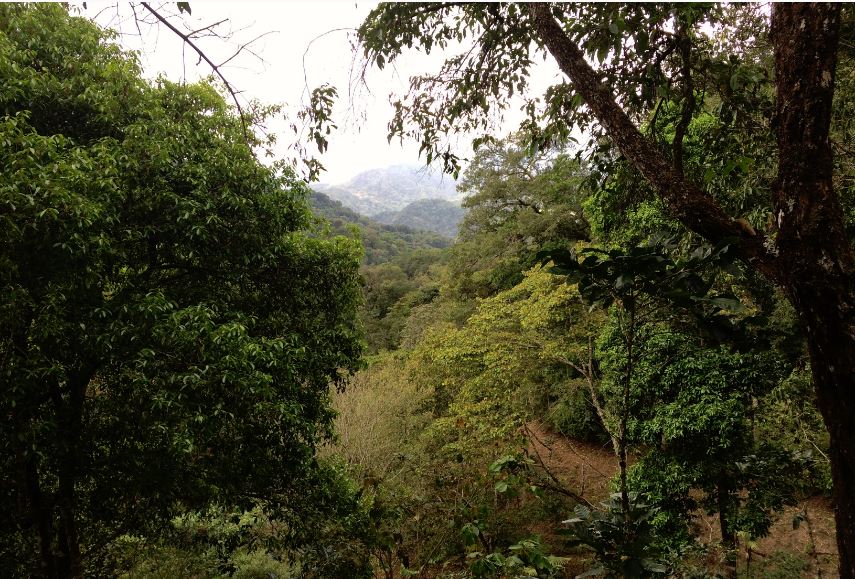 残少【有機栽培】メキシコ チアパス SHG EP