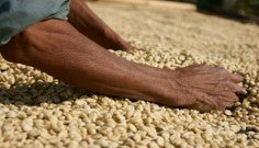 追加(24/25)【有機栽培】グアテマラ SHB アティトラン /ウォッシュト