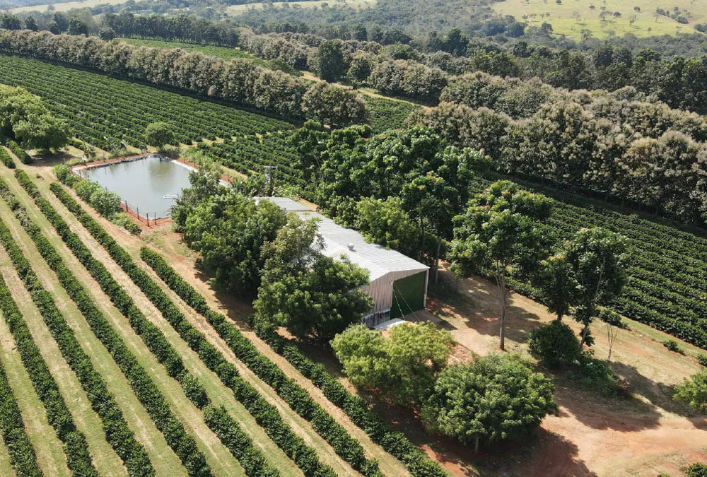 残少(24/25)【有機栽培】ブラジル スルデミナス ファゼンダ サクアレマ / ナチュラル