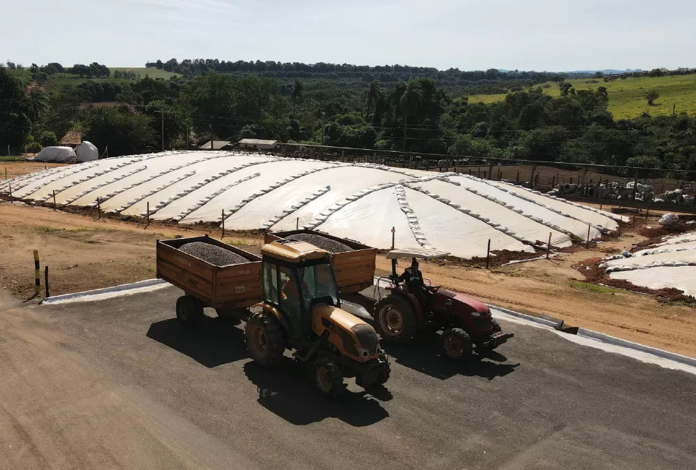 残少(24/25)【有機栽培】ブラジル スルデミナス ファゼンダ サクアレマ / ナチュラル