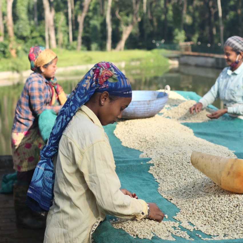 インド スペシャルティコーヒー生豆通販卸|オリジンコーヒートレーダーズ