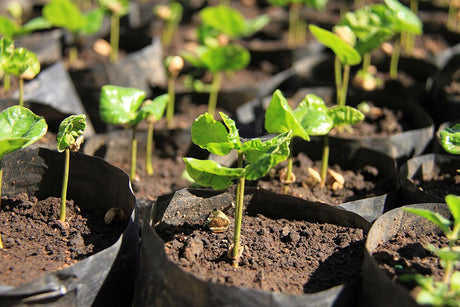 エルサルバドル カフェパカス(パカス・ファミリア農園) サンタアナSHB EPアパネカ  / ウォッシュト - オリジンコーヒートレーダーズジャパン