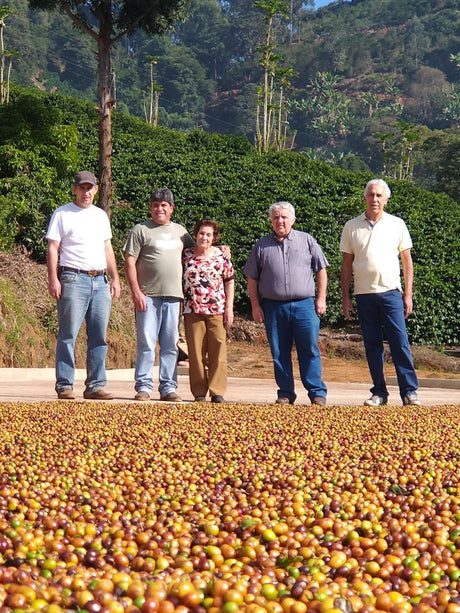 【完売】ブラジル  シティオ・ダ・トーレ/イエローカトゥアイ/ ナチュラル - オリジンコーヒートレーダーズジャパン