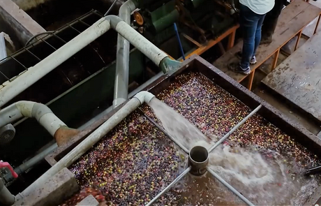 (2月初旬入港)ペルー アルト・パロマールG1/ウォッシュト - オリジンコーヒートレーダーズジャパン