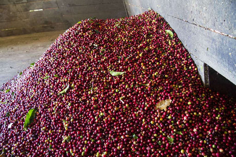 コスタリカ コーペアグリ農協 タラマンカ チリポSHB EP / ウォッシュト - オリジンコーヒートレーダーズジャパン