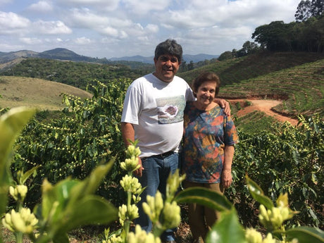 【完売】ブラジル  シティオ・ダ・トーレ/イエローカトゥアイ/ ナチュラル - オリジンコーヒートレーダーズジャパン