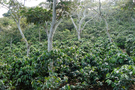 【新豆待ち】エルサルバドル カフェパカス ラ・プロヴィデンシア / ナチュラル - オリジンコーヒートレーダーズジャパン