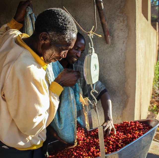 【完売】ブルンジ ガハヘCWS  レッドブルボン/ ハニー - オリジンコーヒートレーダーズジャパン