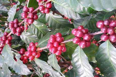 エルサルバドル カフェパカス(パカス・ファミリア農園) サンタアナSHB EPアパネカ  / ウォッシュト - オリジンコーヒートレーダーズジャパン