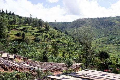 (完売)ルワンダ ブンボゴCWS ブルボン / ウォッシュト - オリジンコーヒートレーダーズジャパン