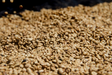 (完売)ルワンダ ブンボゴCWS ブルボン / ウォッシュト - オリジンコーヒートレーダーズジャパン