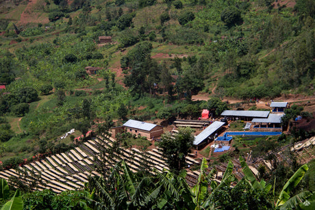 (完売)ルワンダ ブンボゴCWS ブルボン / ウォッシュト - オリジンコーヒートレーダーズジャパン