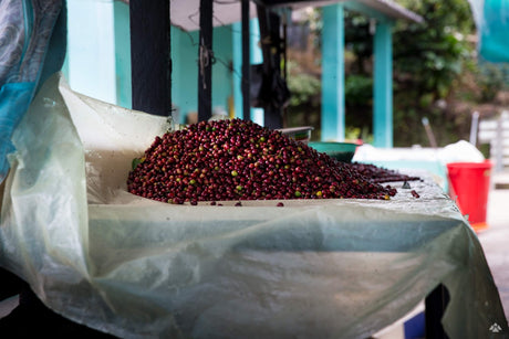 グアテマラ サンタロッサ SHB EP / ウォッシュト - オリジンコーヒートレーダーズジャパン