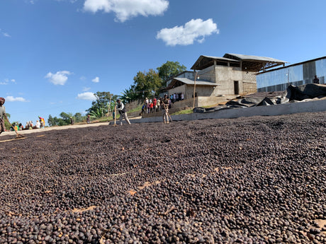 エチオピア シダモ G4 サンドライ ダブルピックGP  / ナチュラル - オリジンコーヒートレーダーズジャパン