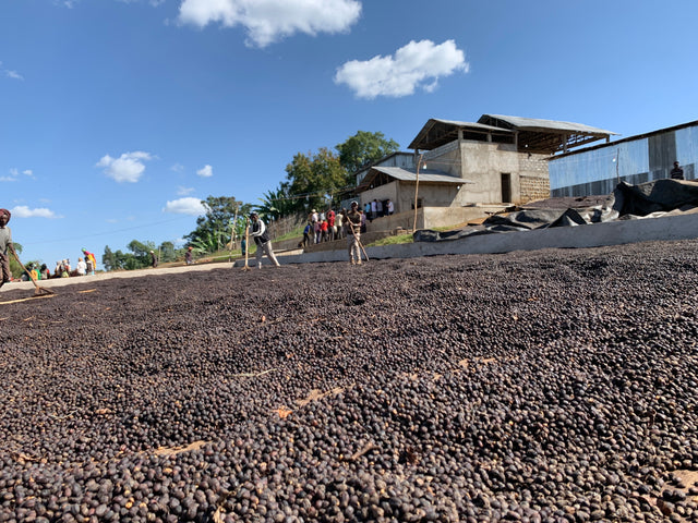 エチオピア シダモ G4 サンドライ ダブルピックGP  / ナチュラル - オリジンコーヒートレーダーズジャパン