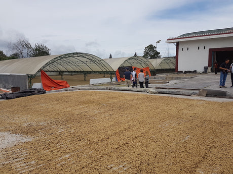 インドネシア ラジャ・ガヨ マンデリンG1レデロン/ダブルピックSC18 - オリジンコーヒートレーダーズジャパン