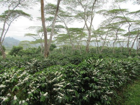 (10月初旬入港)ニカラグア サンタリタ農園SHB EP / ウォッシュト - オリジンコーヒートレーダーズジャパン