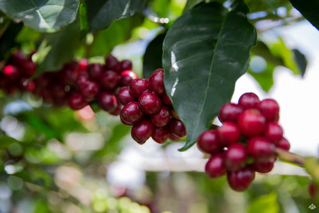 コロンビア カウカ ポパヤンSUP - オリジンコーヒートレーダーズジャパン