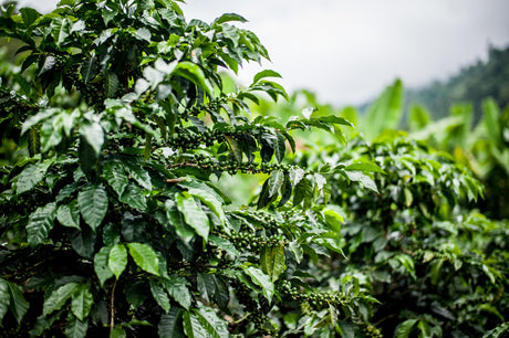 タンザニア キリマンジャロ生産組合ABノース・サンドライ/フリーウォッシュト - オリジンコーヒートレーダーズジャパン