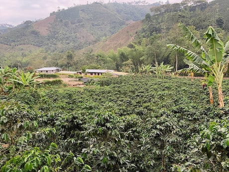 (2月中旬入港)コロンビア ナリーニョ チャチャグイ, カサブイ農村 / ウォッシュト - オリジンコーヒートレーダーズジャパン