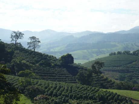 ブラジル  グランハ・サン・フランシスコ/イエローブルボン/ パルプトナチュラル - オリジンコーヒートレーダーズジャパン
