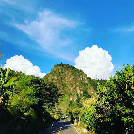 グアテマラ サンタロッサ SHB EP / ウォッシュト - オリジンコーヒートレーダーズジャパン