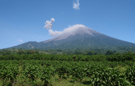 グアテマラ サンタロッサ SHB EP / ウォッシュト - オリジンコーヒートレーダーズジャパン