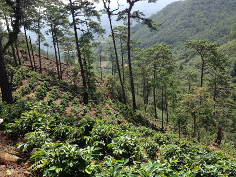 (通関中)ホンジュラス サン・マルコスSHG EP/フリーウォッシュト - オリジンコーヒートレーダーズジャパン