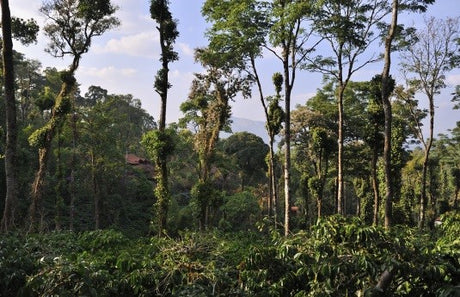 【セール】インド デボン農園 KAAPIロイヤル SCN18+/ロブスタウォッシュト - オリジンコーヒートレーダーズジャパン