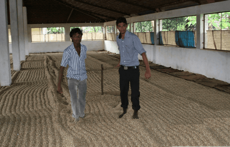 【セール】インド モンスーンマラバールAA・ガナパティエステート - オリジンコーヒートレーダーズジャパン