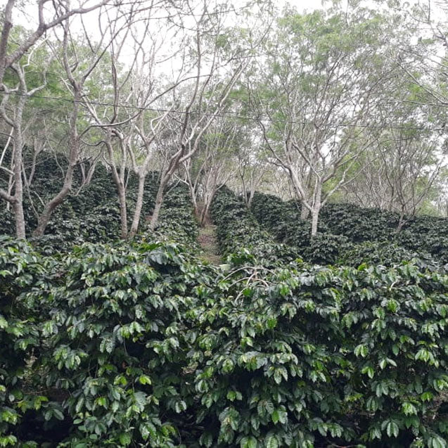 インドネシア トバ マンデリンG1ブルカ/ダブルピック - オリジンコーヒートレーダーズジャパン