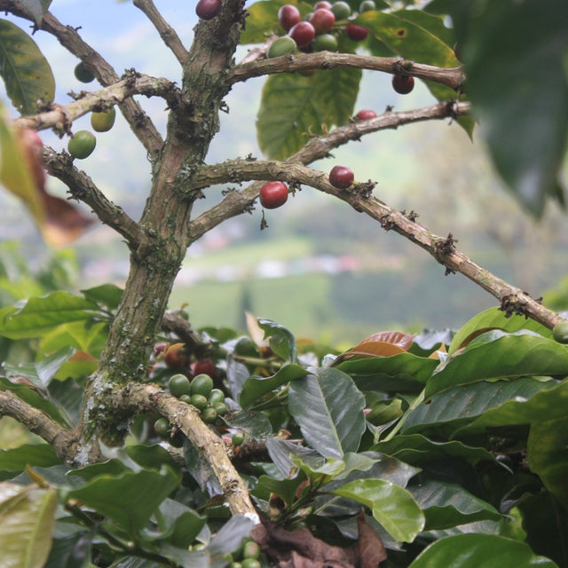 ケニアAA FAQ/フリーウォッシュト - オリジンコーヒートレーダーズジャパン