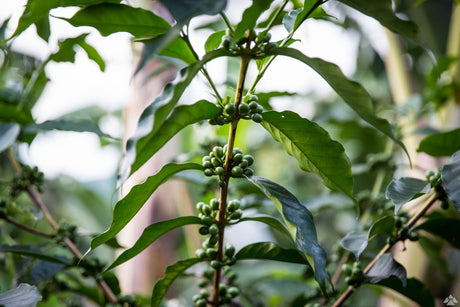 【セール】ブルンジ ブシンデCWS レッドブルボン ウォッシュト(ロット16指定) - オリジンコーヒートレーダーズジャパン