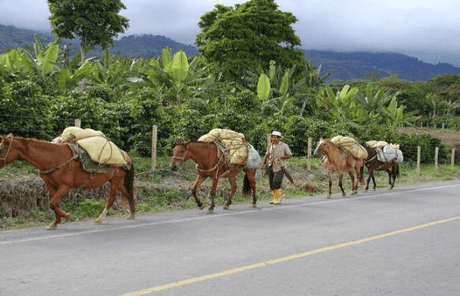 3月下旬入港【デカフェ】メキシコ チアパスSHG EP 99.9%デカフェ - オリジンコーヒートレーダーズジャパン