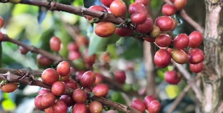 (2月中旬入港)コロンビア ラ・グラナダ農園ピンクブルボン/ ウォッシュト - オリジンコーヒートレーダーズジャパン