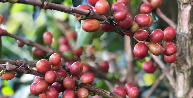 (2月中旬入港)コロンビア ラ・グラナダ農園ピンクブルボン/ ウォッシュト - オリジンコーヒートレーダーズジャパン