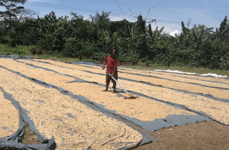 (2月末入港)パプアニューギニア ゴロカ オカパA / ウォッシュト - オリジンコーヒートレーダーズジャパン