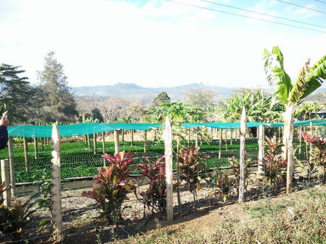 (2月末入港)パプアニューギニア ゴロカ オカパA / ウォッシュト - オリジンコーヒートレーダーズジャパン