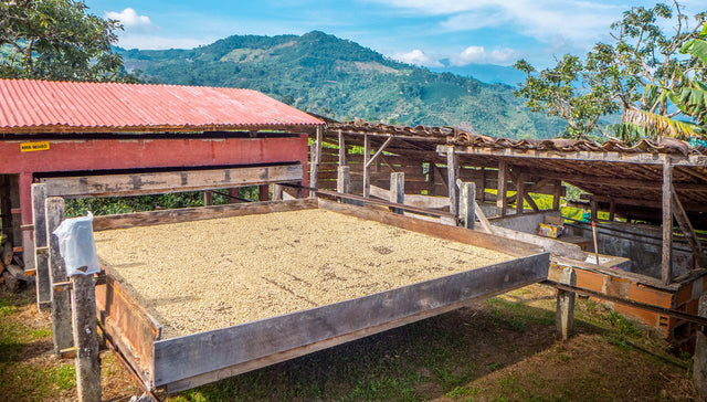 コロンビア カウカ ポパヤンSUP - オリジンコーヒートレーダーズジャパン