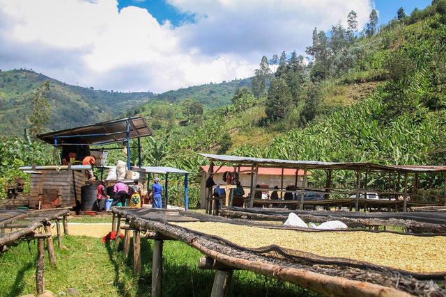 (完売)ルワンダ ブンガCWS ブルボン / ウォッシュト - オリジンコーヒートレーダーズジャパン