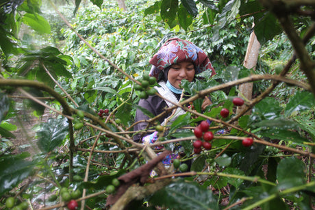 インドネシア "スマトラレッドムーン" G1 SC19アップ - オリジンコーヒートレーダーズジャパン