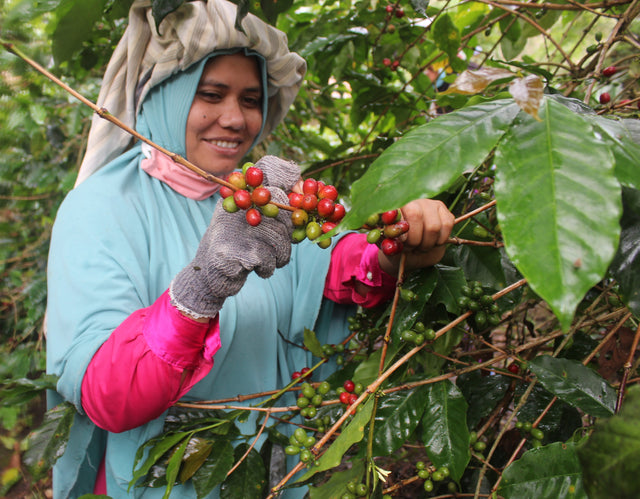 インドネシア トバ マンデリンG1ブルカ/ダブルピック - オリジンコーヒートレーダーズジャパン