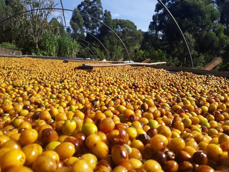 ブラジル  マンチケイラ アマレロブルボン "ゴールデンマウンテン"/ ナチュラル - オリジンコーヒートレーダーズジャパン