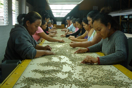 【新豆待ち】エルサルバドル カフェパカス ラ・プロヴィデンシア / ナチュラル - オリジンコーヒートレーダーズジャパン