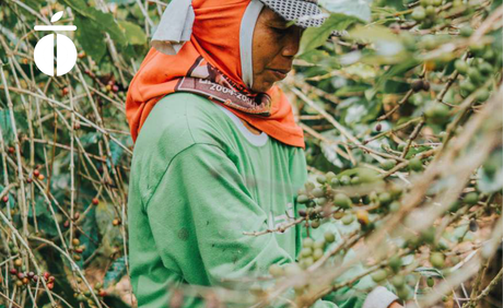 (2月中旬入港)インドネシア アチェ セパカト農村 スマトラマンデリンG1ダブルピック - オリジンコーヒートレーダーズジャパン